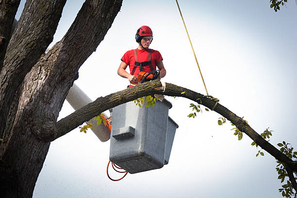 Best Tree Cutting Near Me  in Oneida, TN